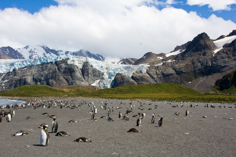 King Penguins On Beach